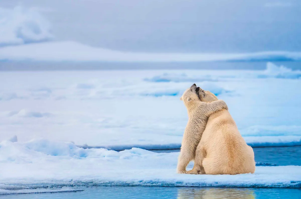 SILVER Michael Stavrakakis_Bear hug