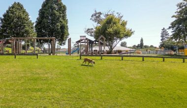 Te Puna roaming dogs spark safety fears after attacks on residents