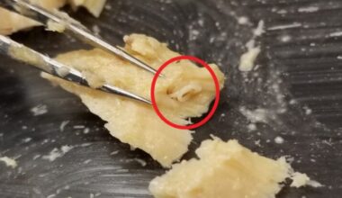 Expired Cans of Salmon From Decades Ago Preserved a Huge Surprise : ScienceAlert