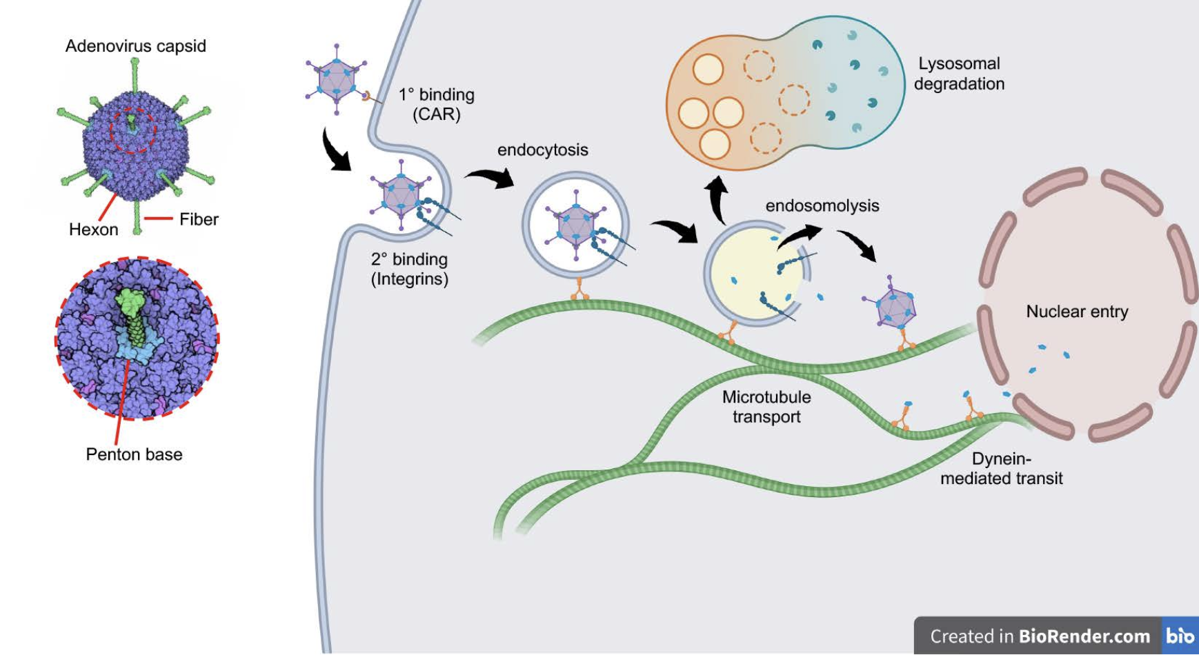 Fig. 1. Early stages of adenovirus infection. Schematic depicts the initial binding of adenovirus serotype 5 (Ad5) to its primary receptor, the coxsackievirus-adenovirus receptor (CAR) followed by secondary binding to alpha-v integrins, triggering integrin-mediated endocytosis. Endosome acidification triggers capsid-mediated disruption of the endosomal membrane, allowing escape of the virus into the cytoplasm and evasion of lysosomal degradation. Stepwise dismantling of the viral capsid during uptake enables soluble capsid components to hijack dynein-mediated transport systems, leveraging microtubule-supported trafficking toward the nuclear envelope and passage through nuclear pores. Adenovirus schematic is from Molecule of the Month, David Goodsell (2010) http://doi.org/10.2210/rcsb_pdb/mom_2010_12