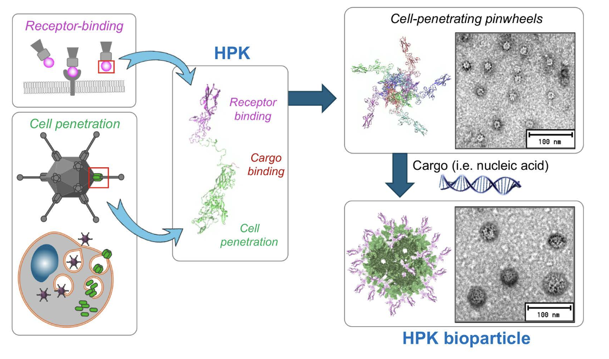 Fig. 2. HerPBK10 (HPK). Schematic depicts the combination of the receptor-binding region of heregulin alpha with the penton base sequence of Ad5, with modifications to contain a carboxy-terminal decalysine tail for binding anionic cargo, including nucleic acids. The structure preserves the pentamerization ability of the penton base, enabling the formation of pinwheel structures. Exposure to cargo triggers the formation of the HPK bioparticle. Figures are reproduced from Sims et al (2018) J Controlled Rel, Alonso-Valenteen et al (2019) NAR, and Alonso-Valenteen et al (2025) Nat Nanotech with permission through the Creative Commons License. 