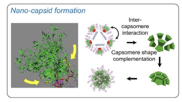 Fig. 3. HPK self-assembly. Ribbon structure of penton base capsomere portion of HPK highlighting the inter-capsomere binding domains (yellow arrows) that are enabled when cargo binding allows the capsomeres to converge and interact. The cork-shaped structure nucleates a polyhedral formation, encapsulating cargo in spherical particles. Figures are reproduced from Alonso-Valenteen et al (2019) NAR and Alonso-Valenteen et al (2025) Nat Nanotech with permission through the Creative Commons License. 