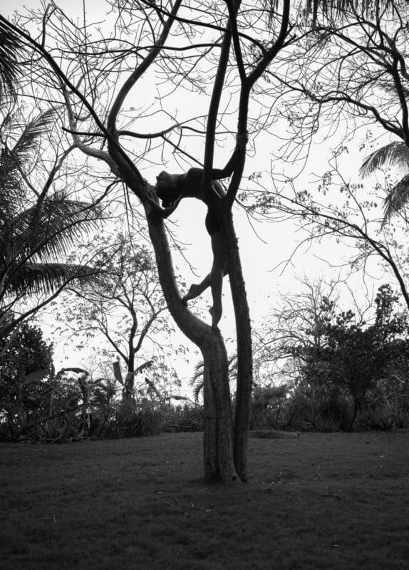 A person in a leotard strikes a flexible, acrobatic pose while hanging upside down from the branches of a leafless tree in an outdoor, grassy area surrounded by other trees and plants.