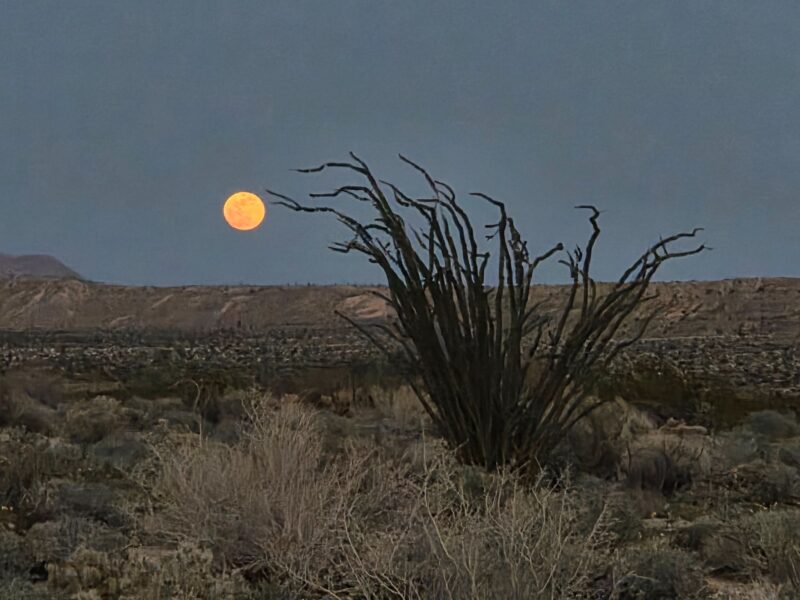 Orange-yellow moon low over a desert landscape. A very big cactus-like bush in the foreground.