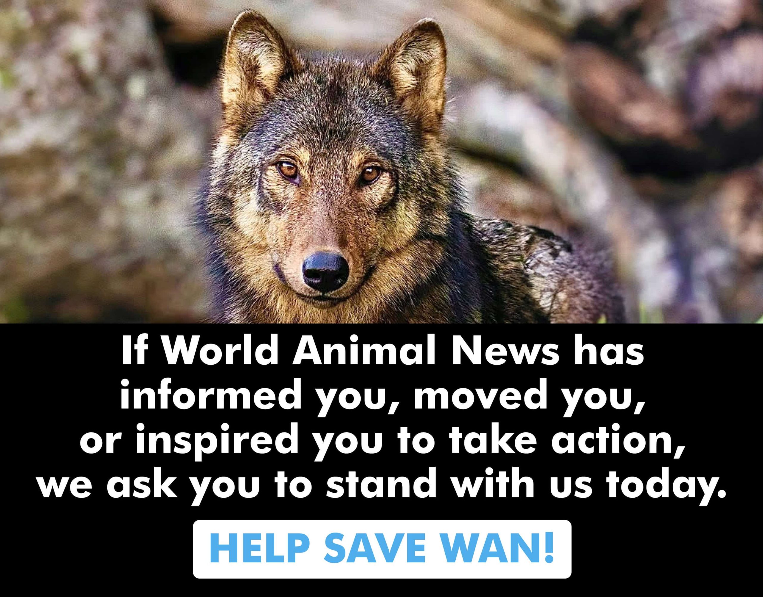 Square-forwebsite socials_WAN-rectangle