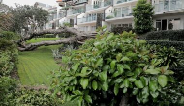 Takapuna apartment owners at The Sands hit with $130k bill to remove fallen pōhutukawa tree