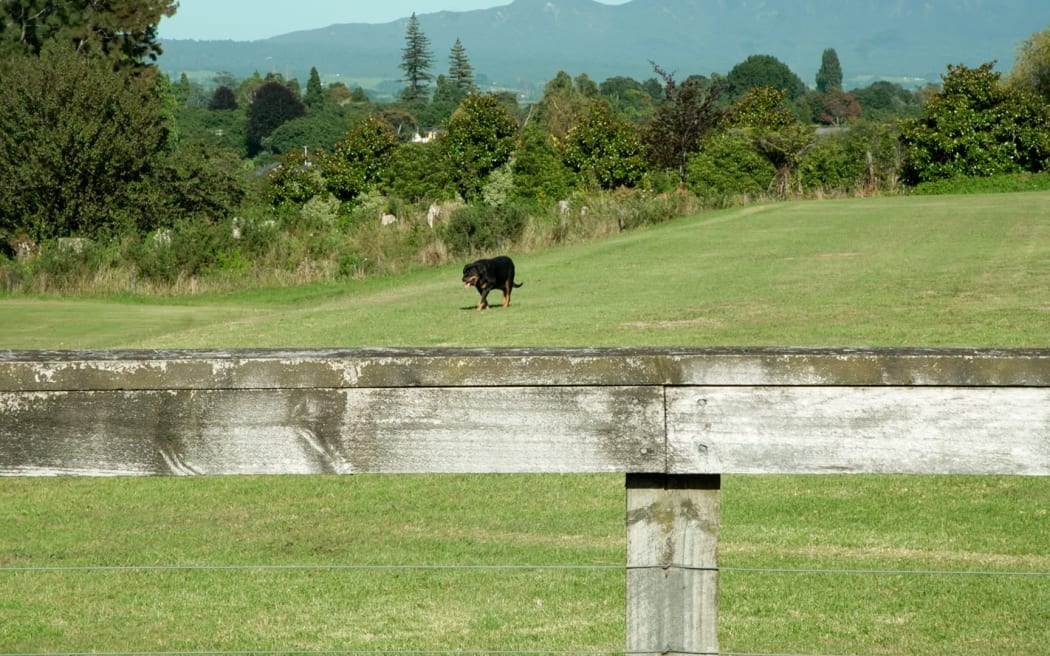 The roaming dog on Te Puna's rugby field. Photo / RNZ, Nick Monro
