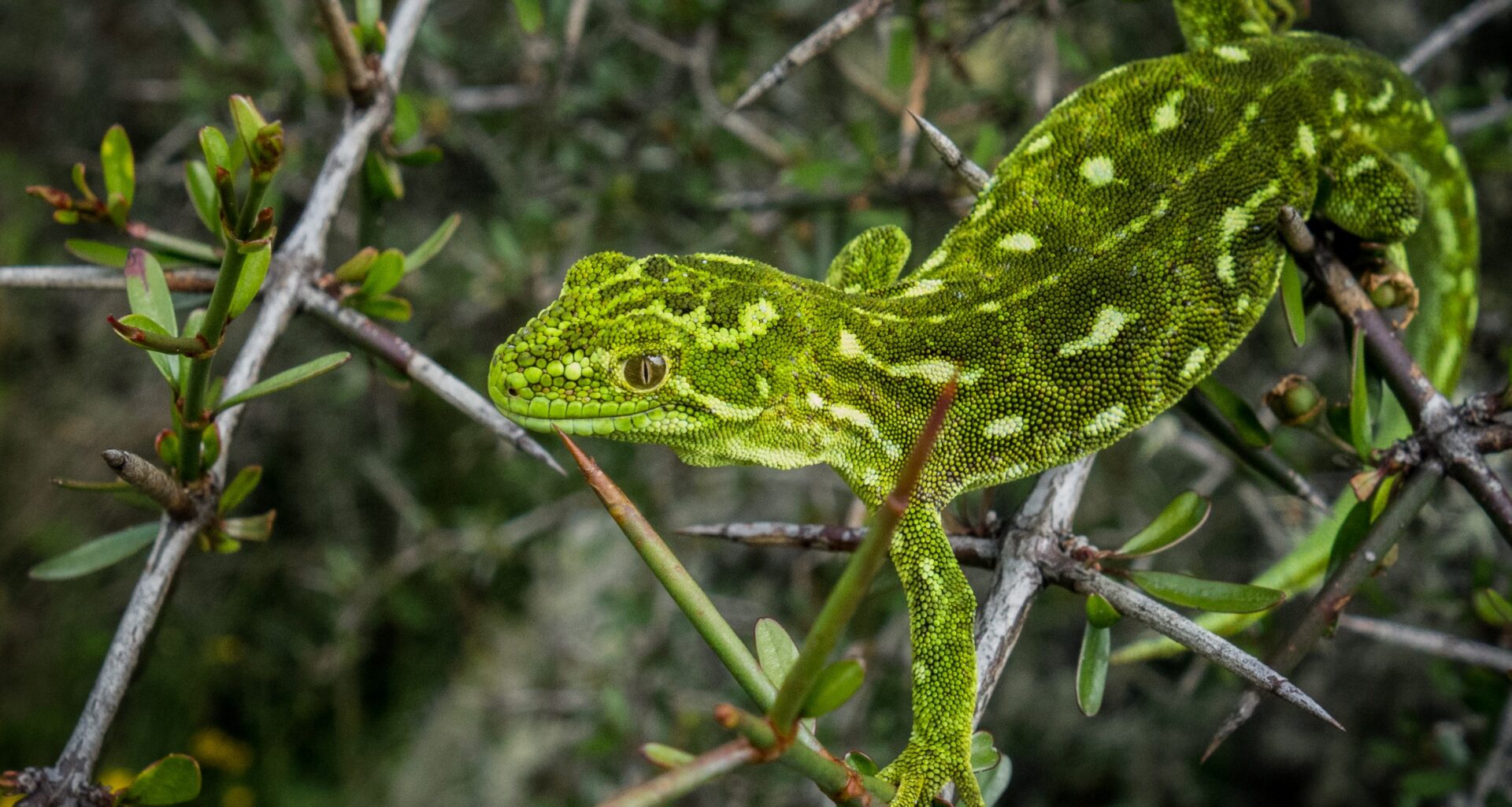 Environment groups join forces to call for ‘environmental reset’