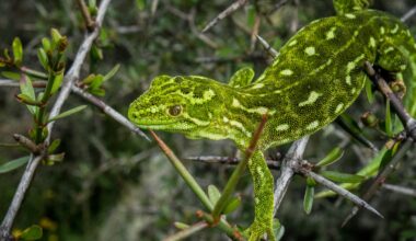 Environment groups join forces to call for ‘environmental reset’