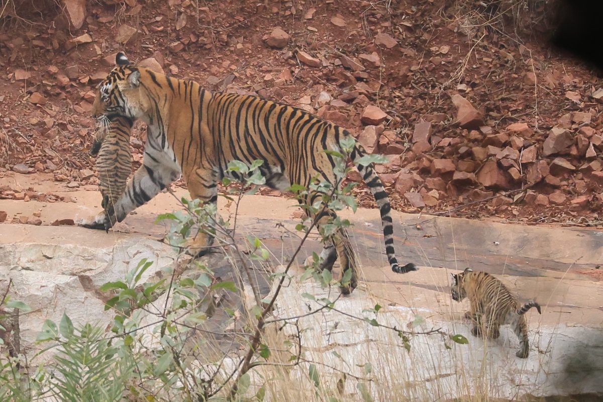 Tiger cubs in Ranthambore