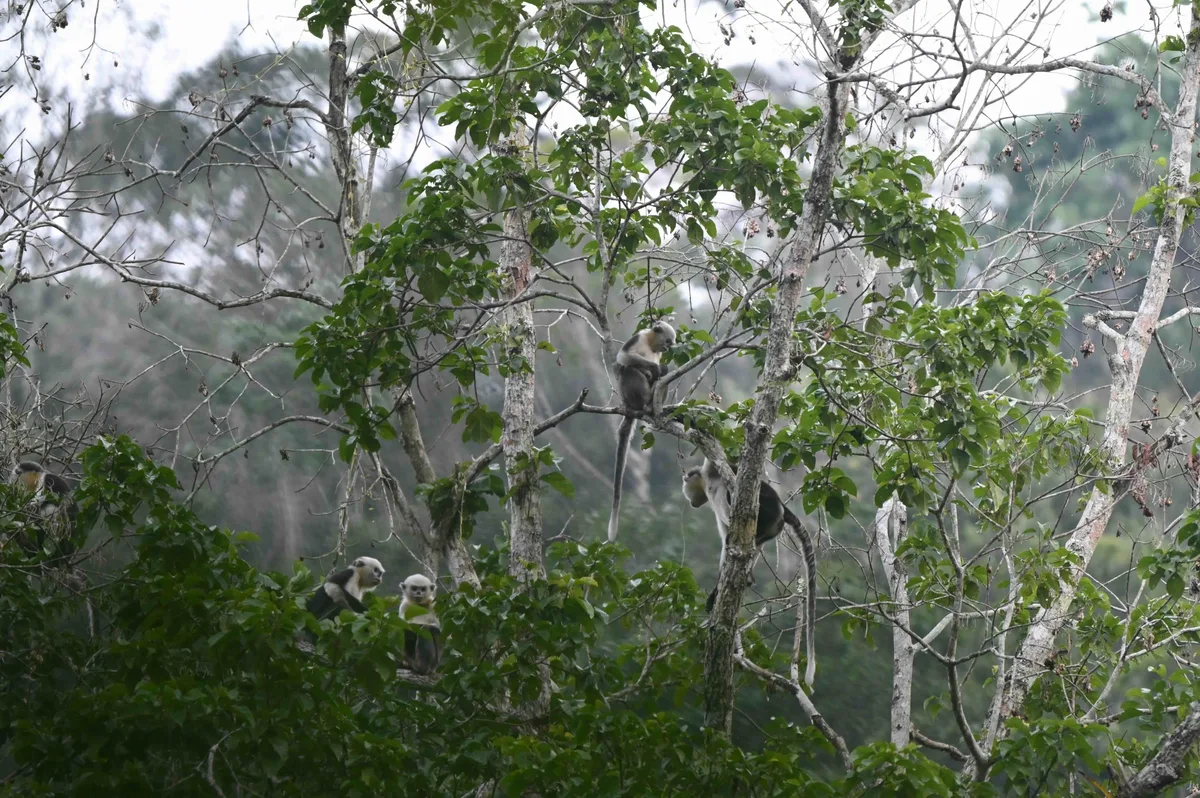 Tonkin snub-nosed monkeys