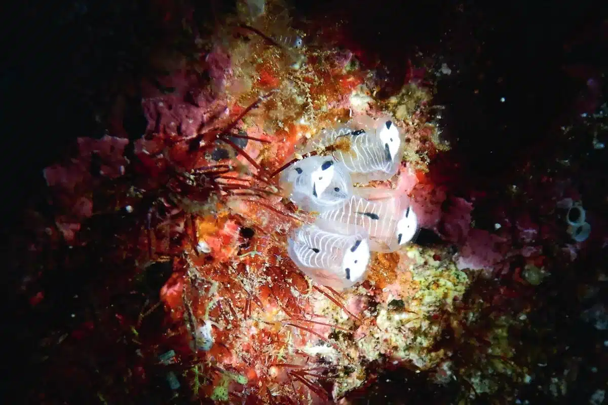 Translucent Sea Creatures With Panda Like Markings Glow Against The Coral Reef Backdrop.