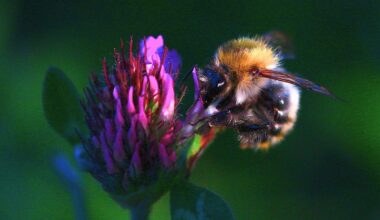 Tree bumblebee on a clover flower