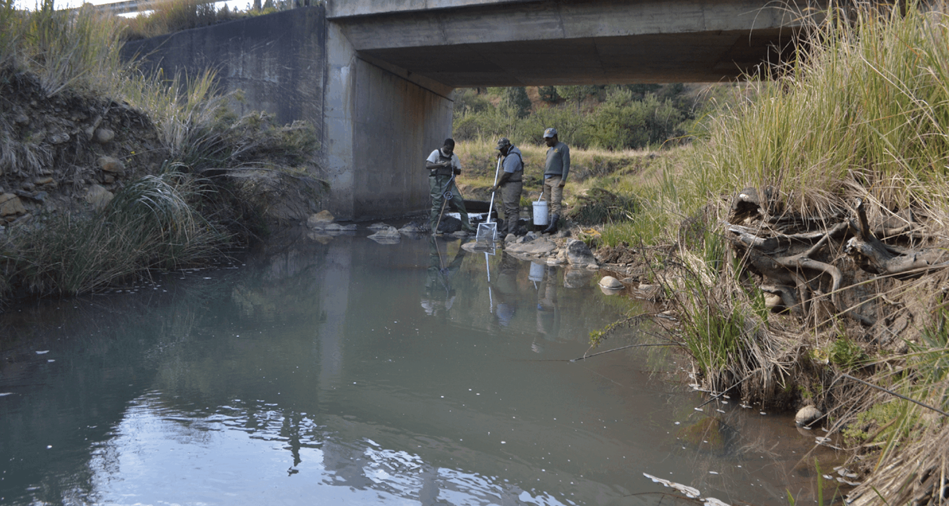 Mystery Minnow Turns Out to Be New Species, Study Finds| Woman's World