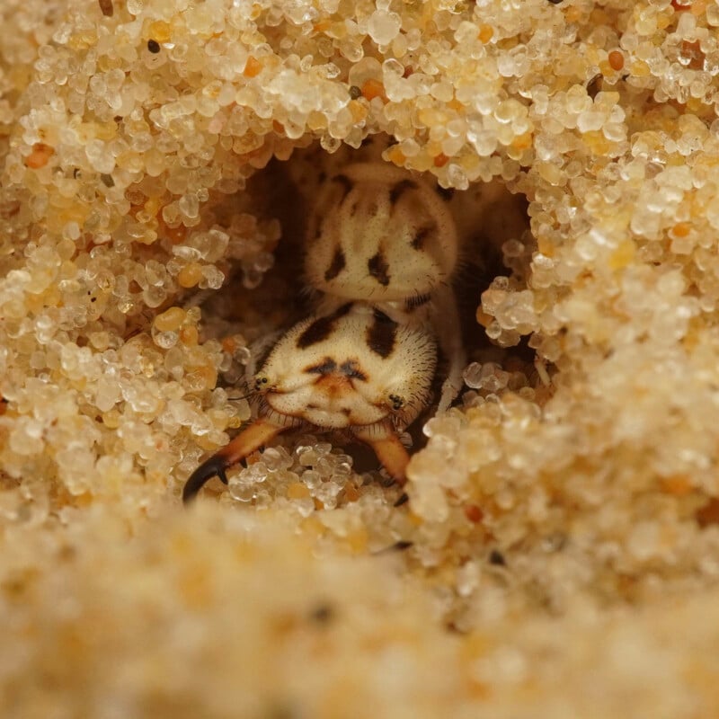 A close-up of an insect, likely a sand-dwelling beetle larva, partially buried in golden sand grains, with its head, mandibles, and legs visible emerging from a small hole.