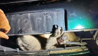 Koala hit by car and trapped in grille rescued in Adelaide suburb