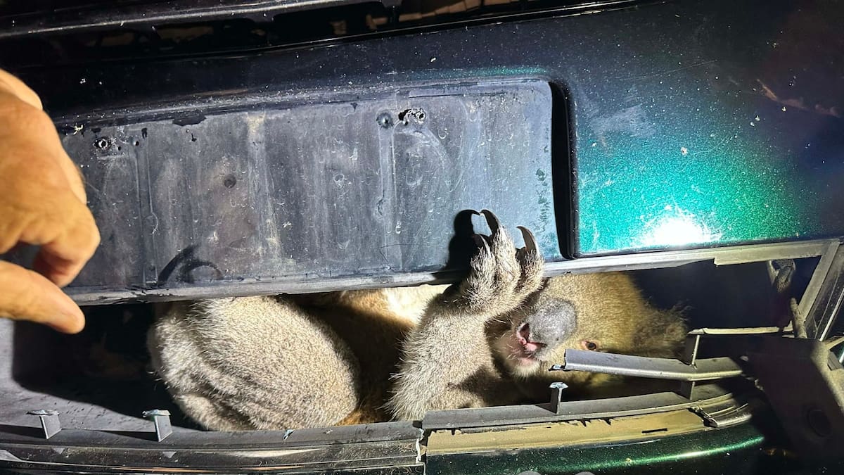 Koala hit by car and trapped in grille rescued in Adelaide suburb