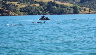 New drone footage shows submerged catamaran close to shore in Akaroa Harbour