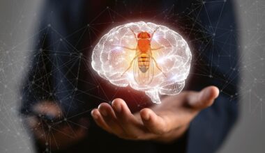 Why fruit fly brains might one day help humans ward off Alzheimer’s and Parkinson’s disease