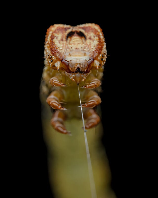 Close-up view of a spider facing forward, hanging from a single silk thread against a black background. The spider's detailed legs and patterned body are clearly visible.
