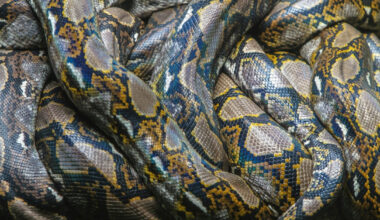 This Giant Python in Indonesia Is Officially the Longest Snake Ever Recorded