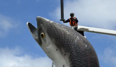 Rakaia’s giant salmon sculpture restored to glory on State Highway 1