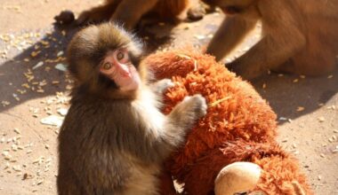 Abandoned baby monkey goes viral: Experts explain Punch the macaque’s struggle for acceptance