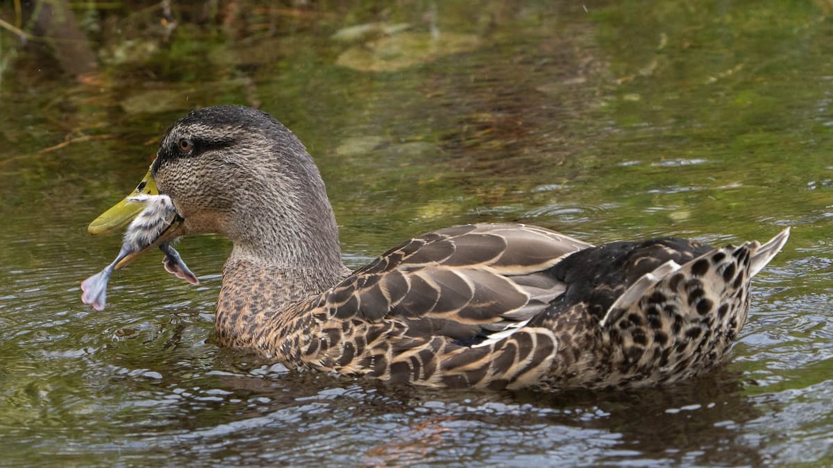 DoC fears mallard duck attacks on pūteketeke chicks could spread in South Island