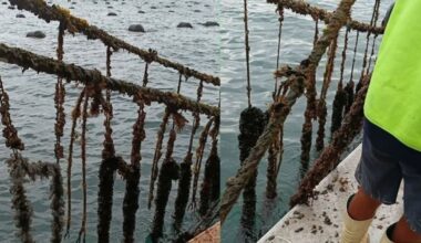 Far North’s Te Aupōuri green-lipped mussel farm hit by suspected vandalism