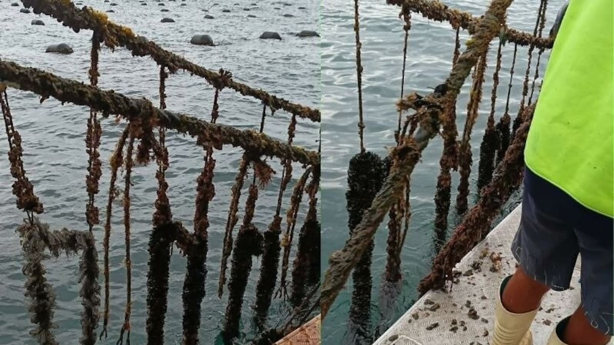 Far North’s Te Aupōuri green-lipped mussel farm hit by suspected vandalism