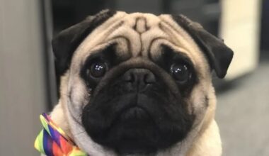 Missing dog: Can you help find Doug the therapy pug?