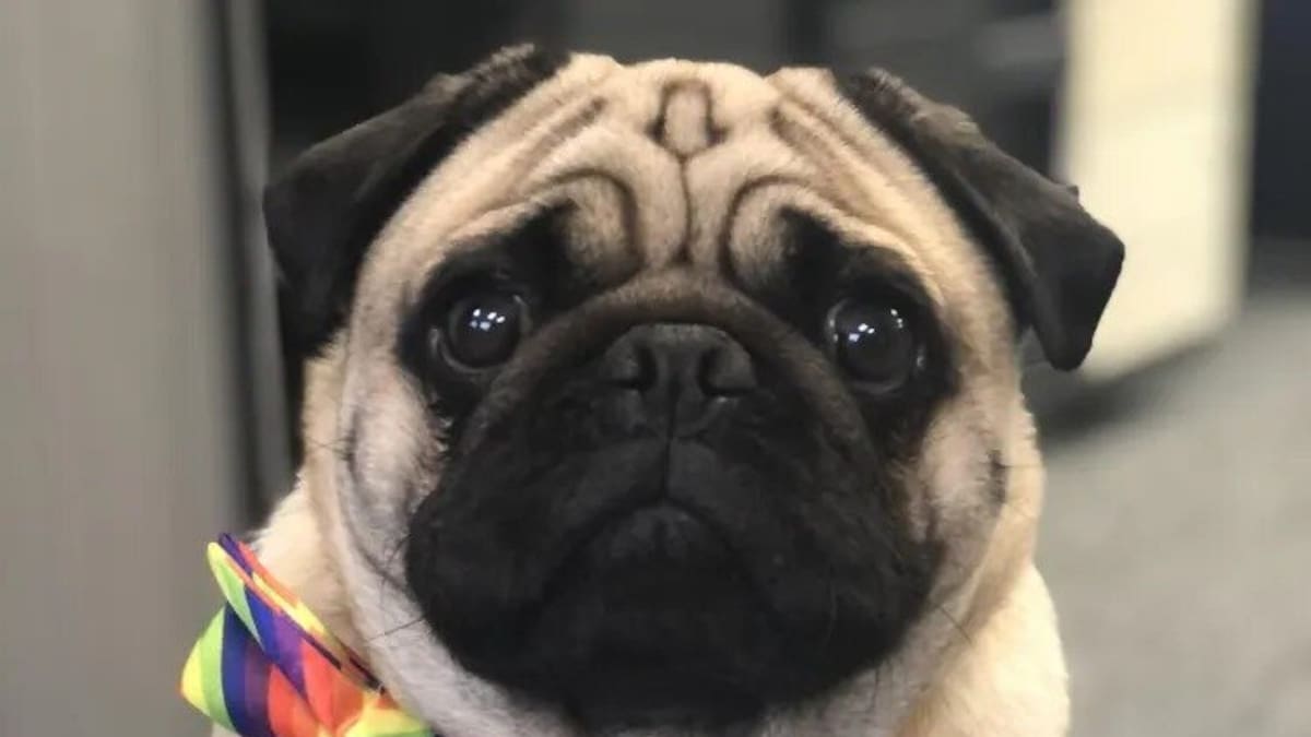 Missing dog: Can you help find Doug the therapy pug?