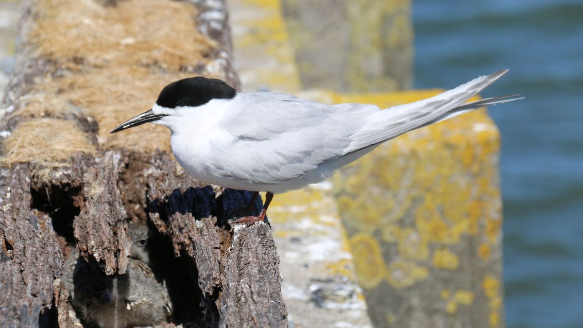 White-fronted terns keep nesting under Tauranga bridge amid upgrades