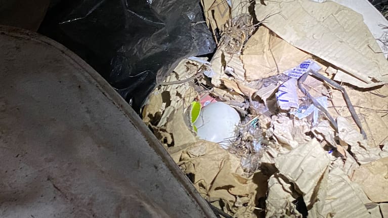 A kiwi egg in a nest on Kawau Island. (Source: Auckland Council)