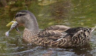 Ducks euthanised after killing native pūteketeke chicks