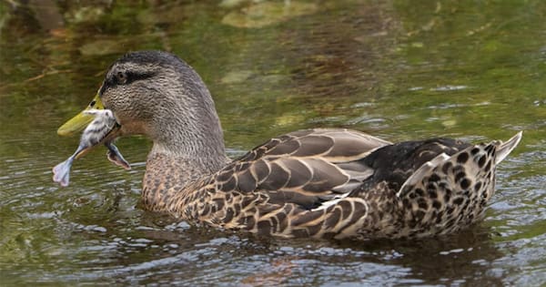 Ducks euthanised after killing native pūteketeke chicks