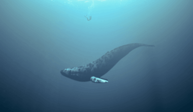 A Strange Sound Echoing Through The Ocean Leads Scientists To The Loneliest Creature On Earth