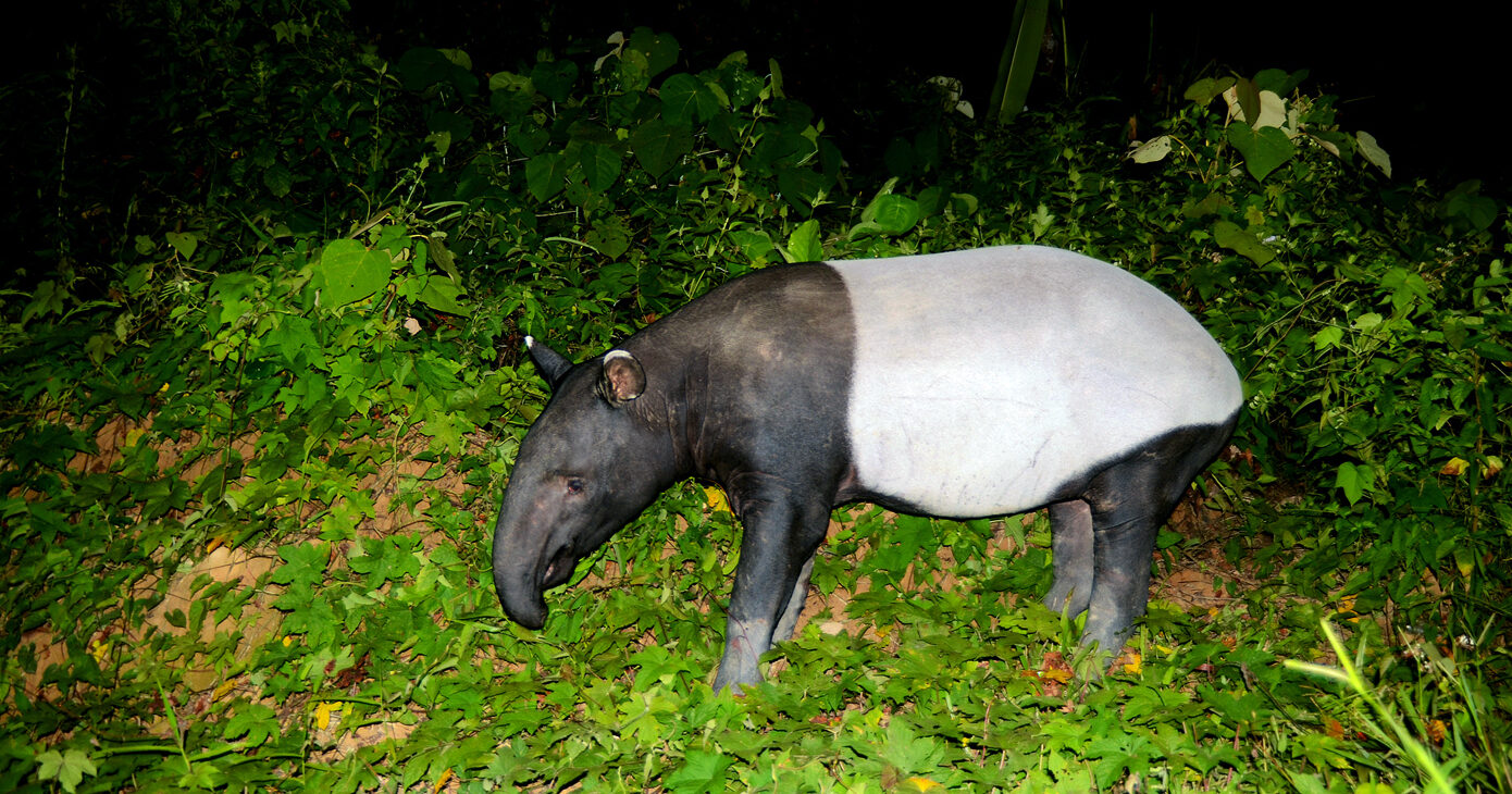 In Thailand, old camera-trap photos shed new light on Asian tapirs