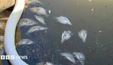 A number of dead or dying fish lying on their side in a canal. A floating boom can be seen on the left side of the picture.