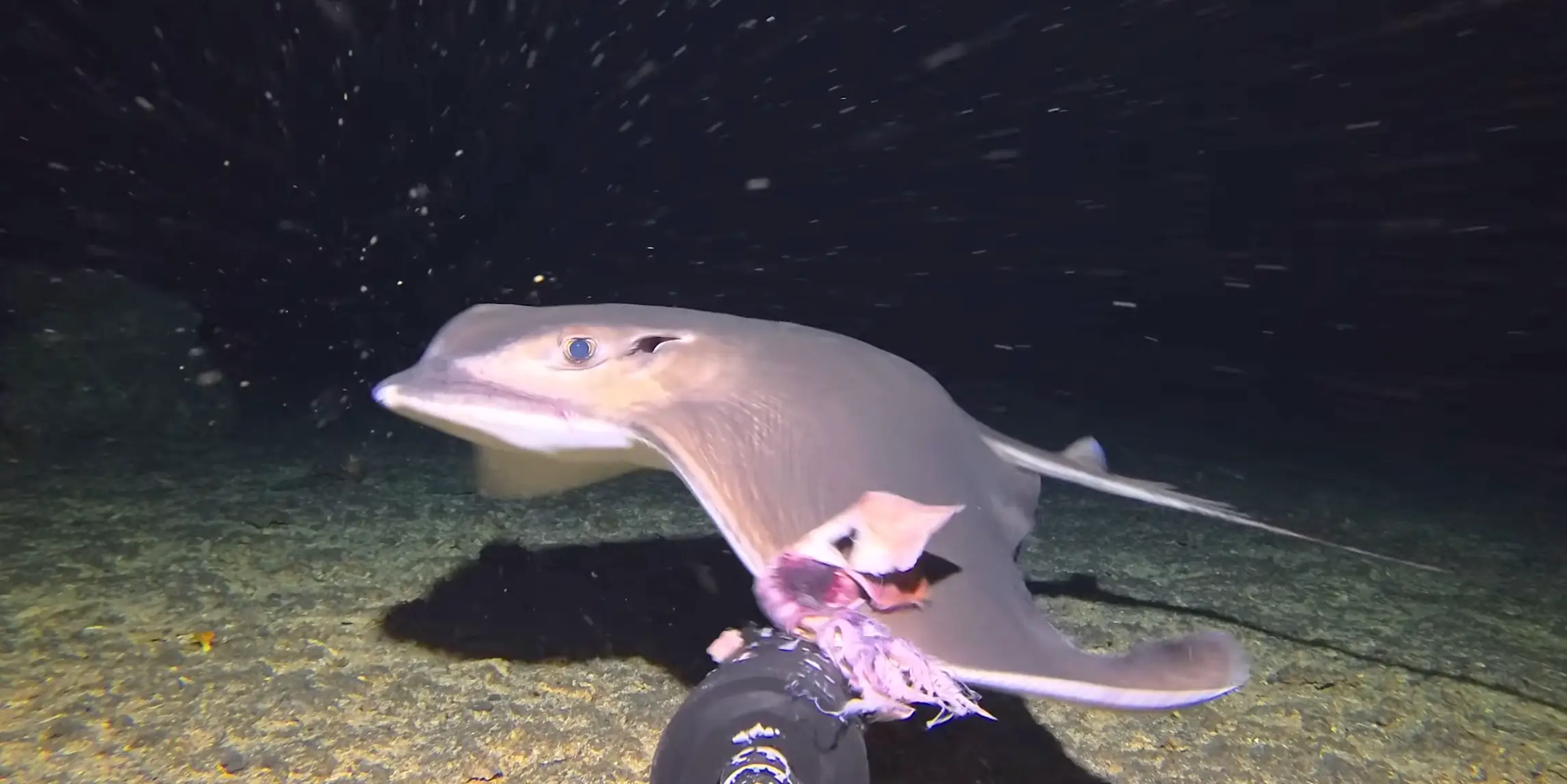 The rare ray was seen and hears swimming through the camera frame (Barny Dillarstone)