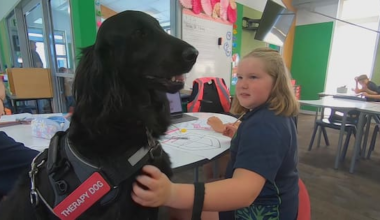Volunteer’s plea to save therapy dog service