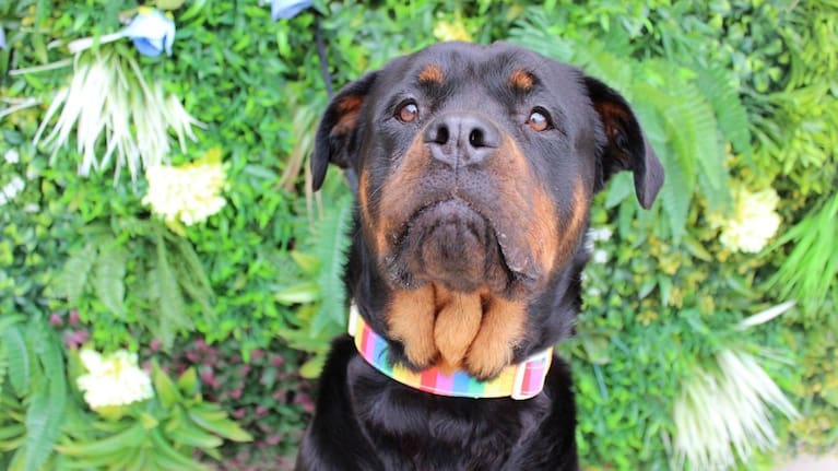 An adoptable dog looking for a forever home. (Source: Auckland Council)