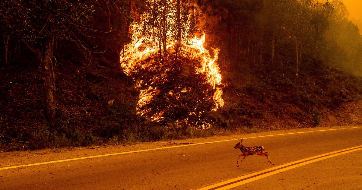 Wildfire smoke pollution linked to tens of thousands of deaths in U.S. per year, study finds