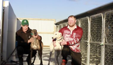 'Gutting': Canterbury greyhound trainers prepare to close down