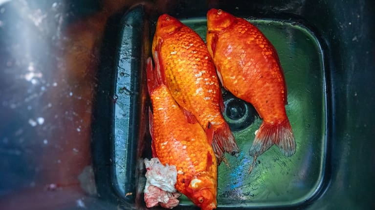Auckland Council Senior Freshwater Advisor Matthew Bloxham says eradication is the goal, but that won't happen if people keep putting their goldfish in the lake. 