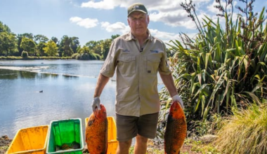 Pest fish cull at Auckland lake using electric shock tactics