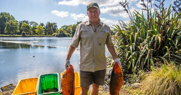 Pest fish cull at Auckland lake using electric shock tactics