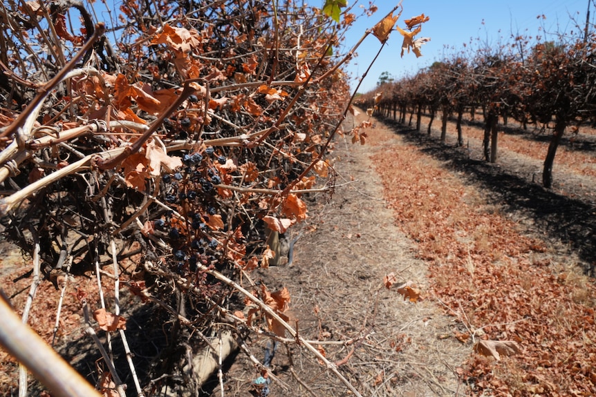 Grapes withing on rows of dying vines.