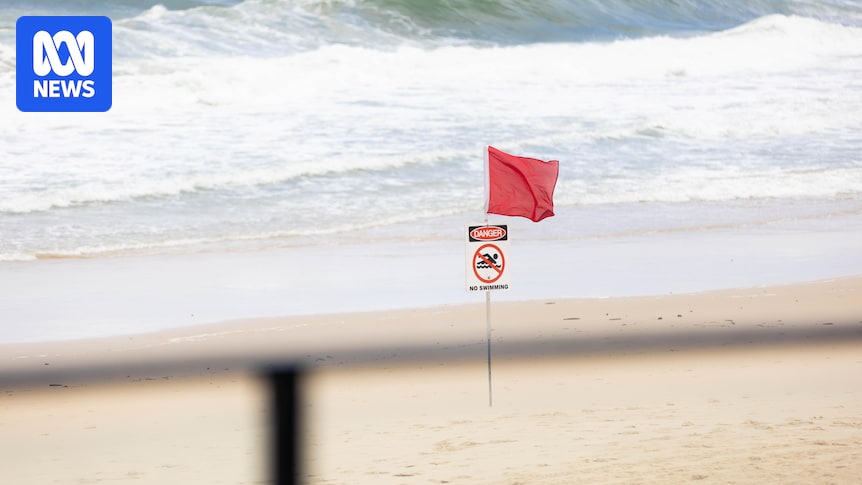 Queensland shark-monitoring drone trial reveals shark sightings beyond nets and drum lines