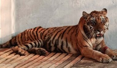 Tiger recovering after being trapped in Sundarbans